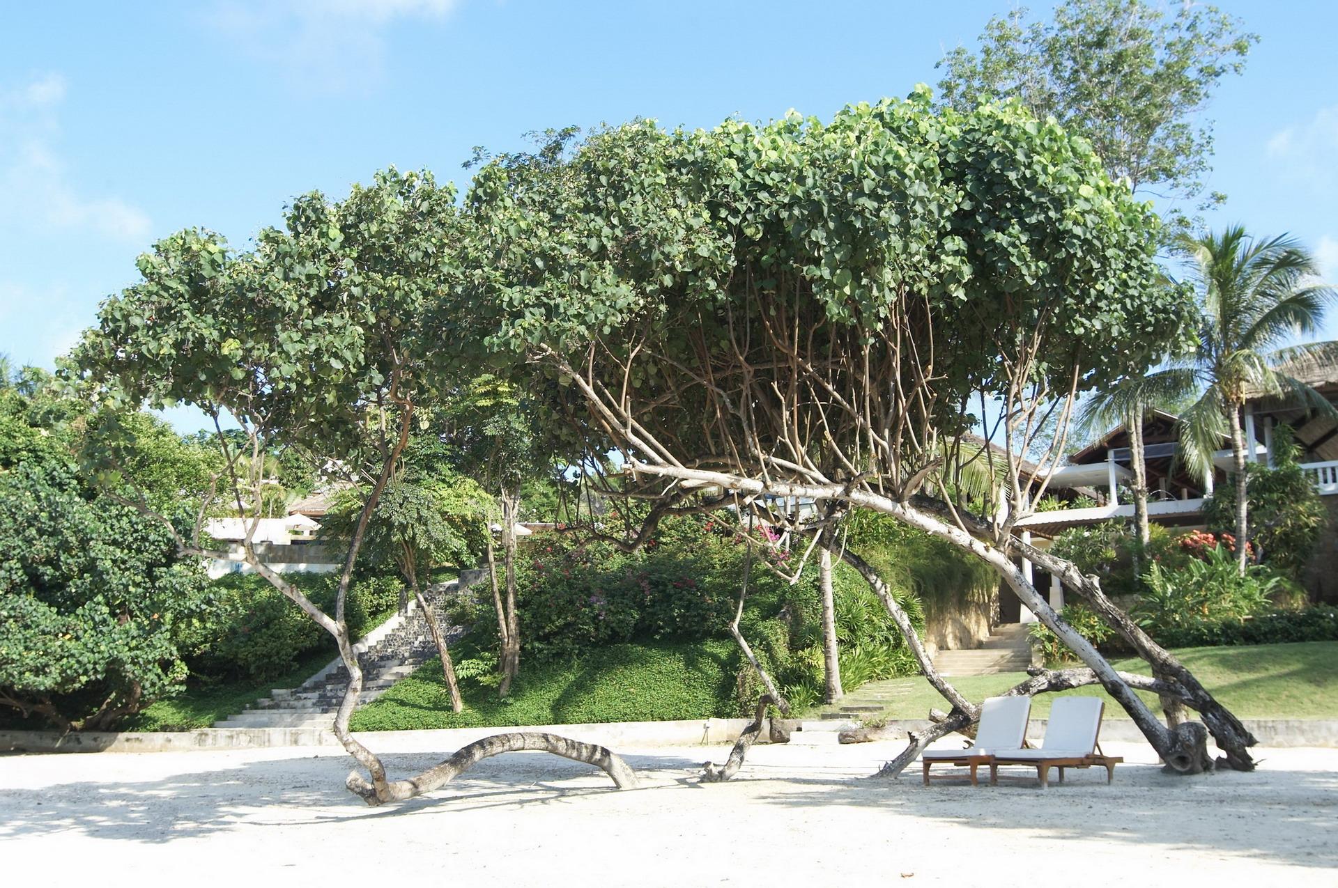 Chandara Resort & Spa, Phuket - Sha Plus Luaran gambar
